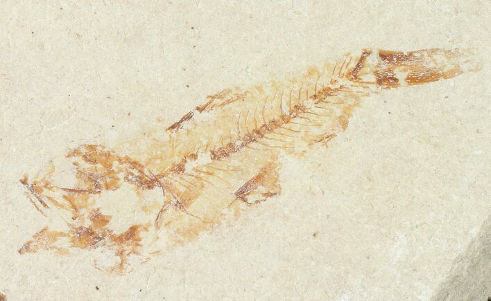 Bargain, Cretaceous Fossil Fish - Lebanon #70000